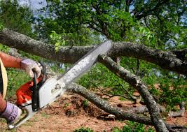 Reliable La Mirada, CA Tree Services Solutions