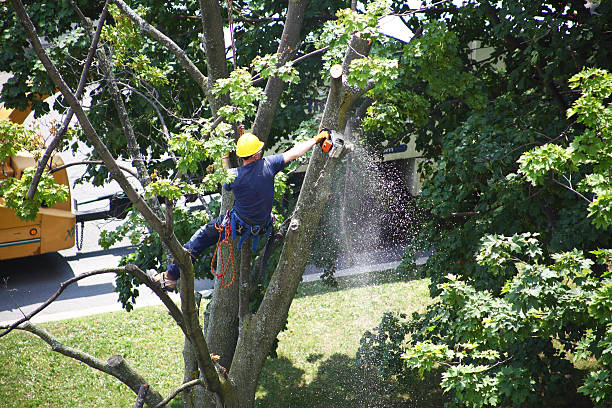 How Our Tree Care Process Works  in  La Mirada, CA